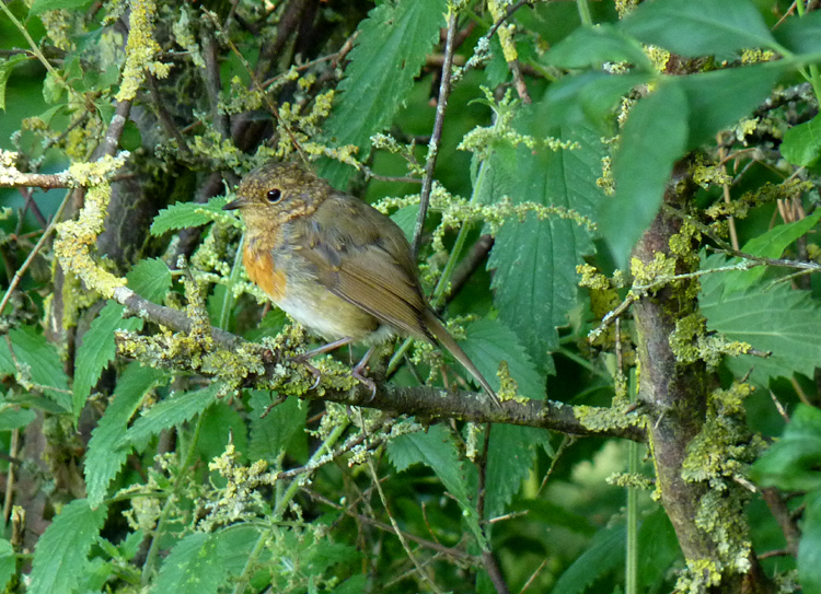 Young robin