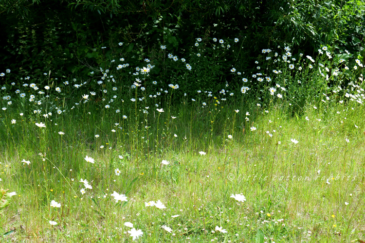 Daisies field