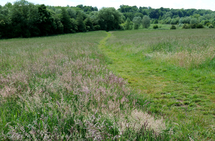 Purple grasses