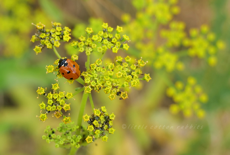 Ladybird3