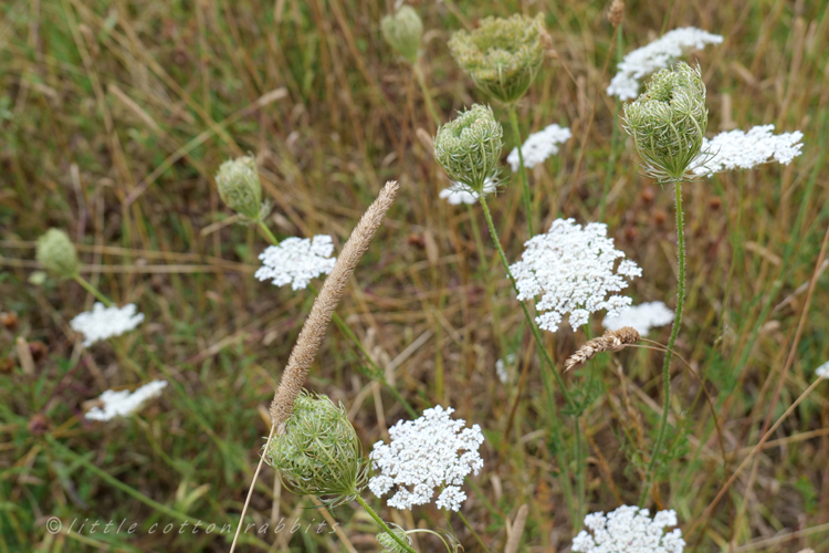 Flowering