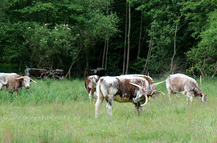 Longhorn cattle