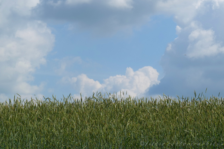 Wheat field