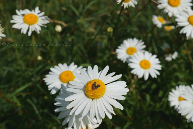 Daisies