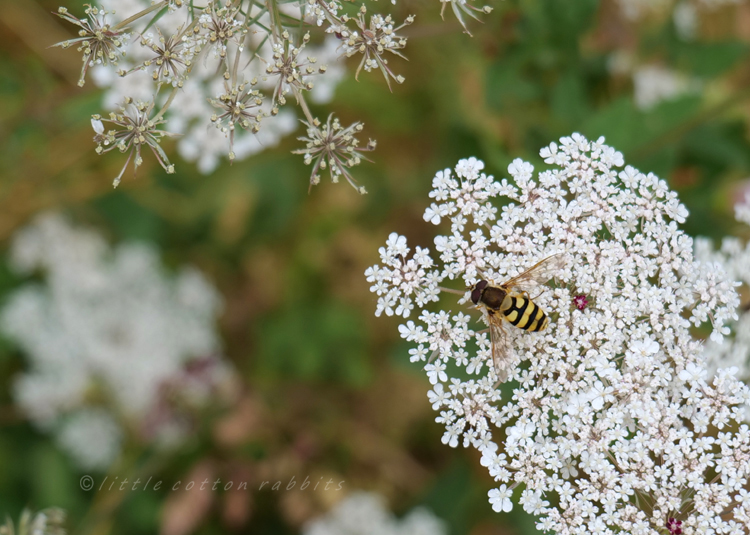 Hoverfly