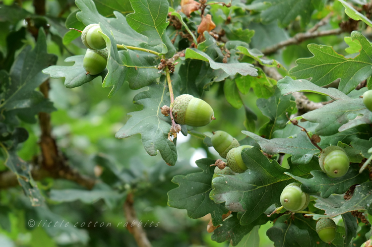 Acorns