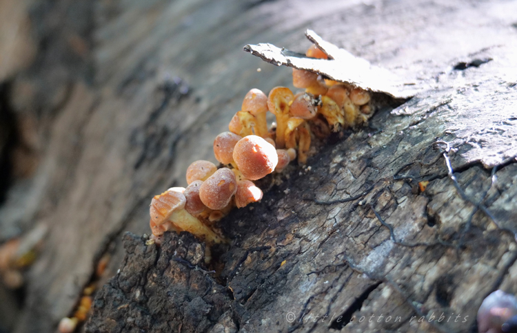 Toadstool trunk