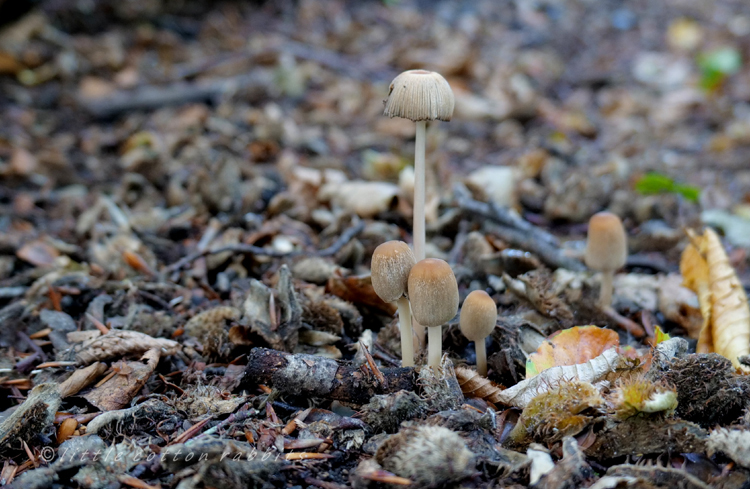 Toadstools