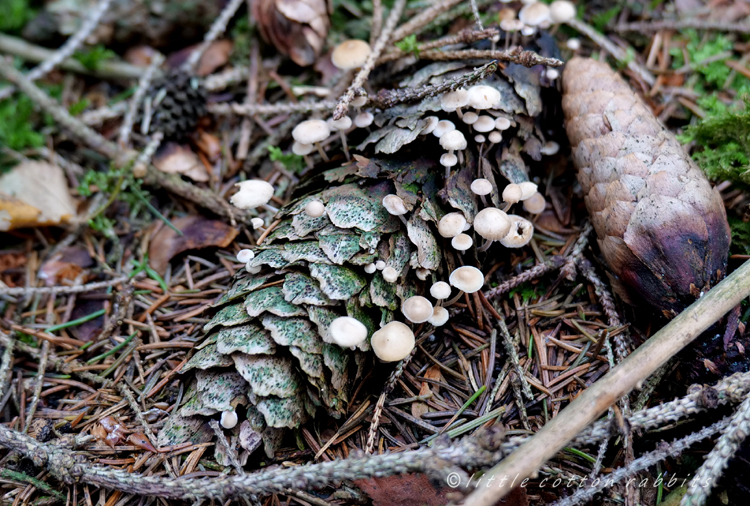 Pinecone