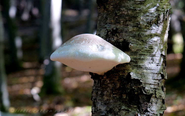 Ufo fungi