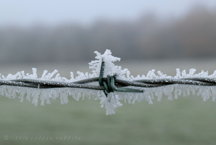 Barbed wire2