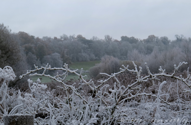 Frosty view