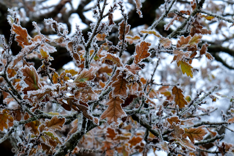 Frosty oak3