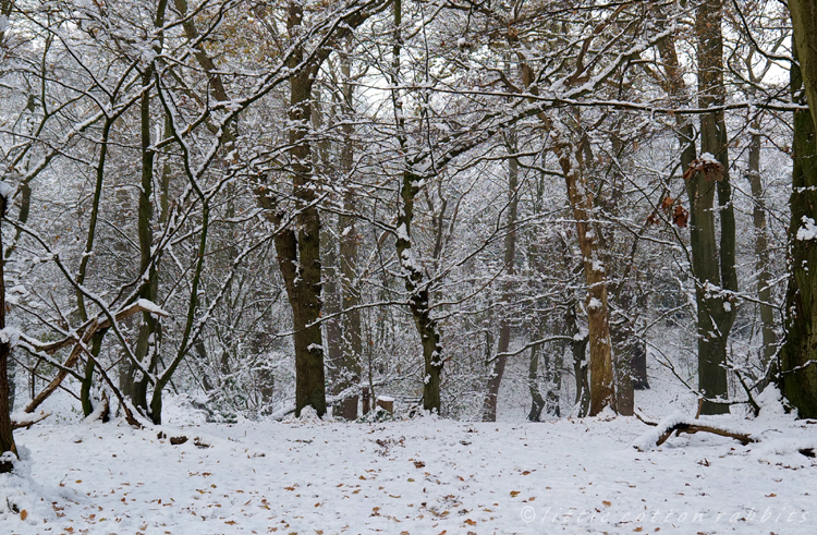 Snowy woods