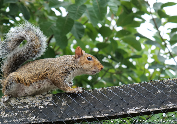 Soggysquirrel