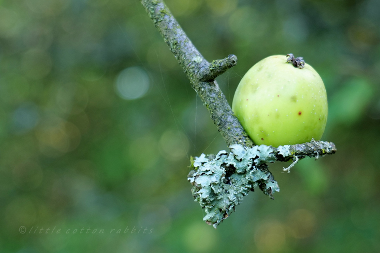 Crab apple