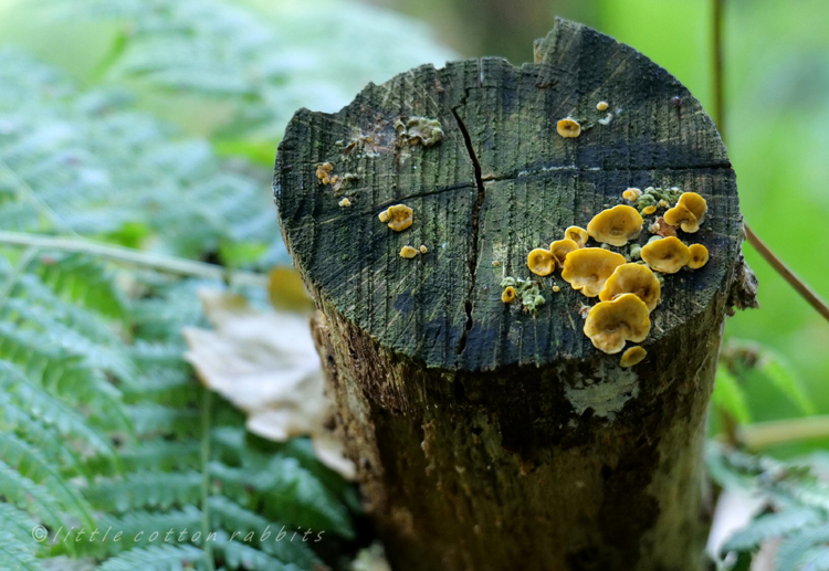 Tree stump