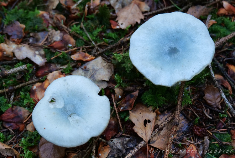 Bluetoadstools