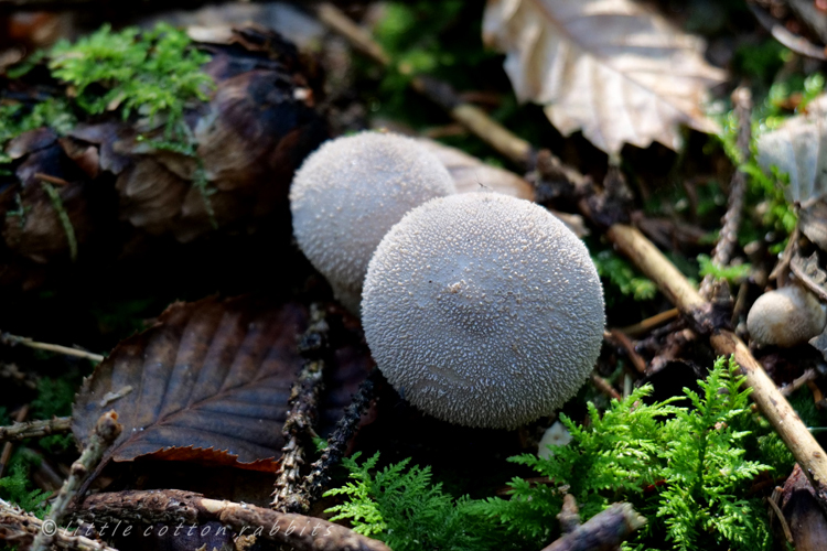 Puffballs