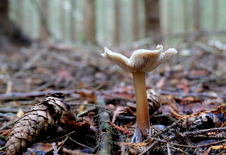 Toadstool beauty2