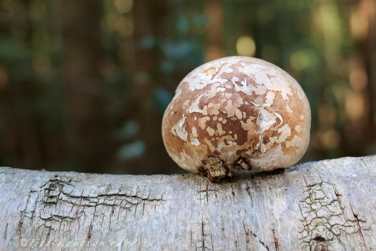 Ball fungi
