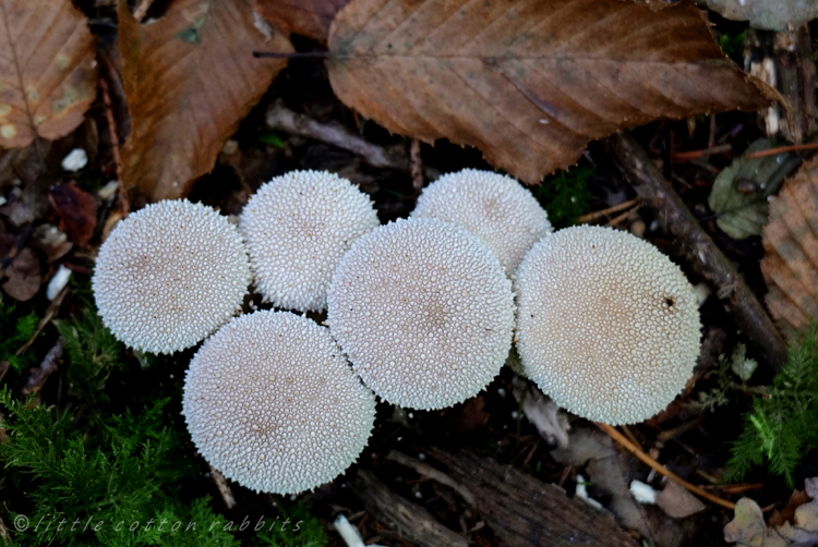 Spiky puffballs (2)