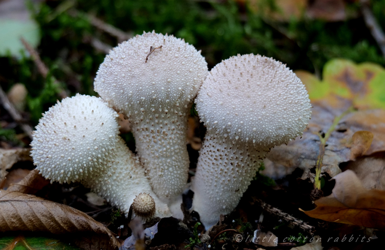 Puffballs (2)