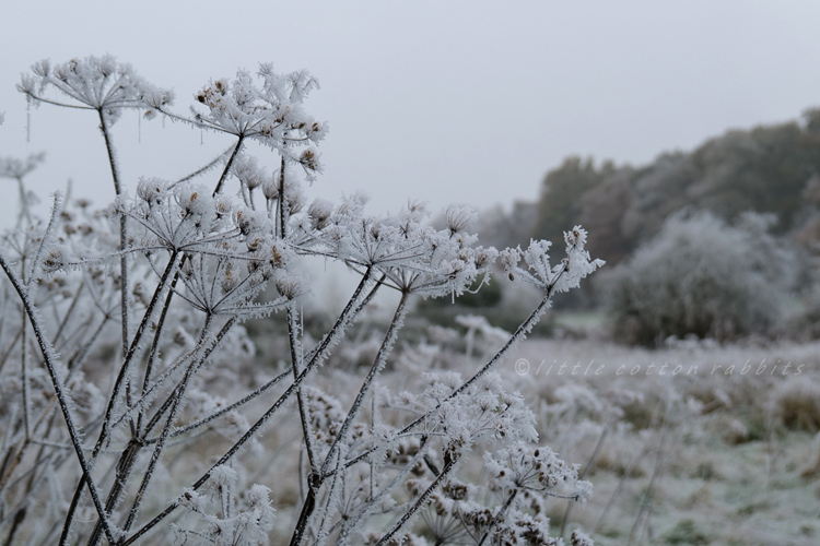 Frosty seedheads