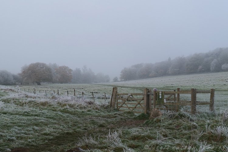 Frosty fields