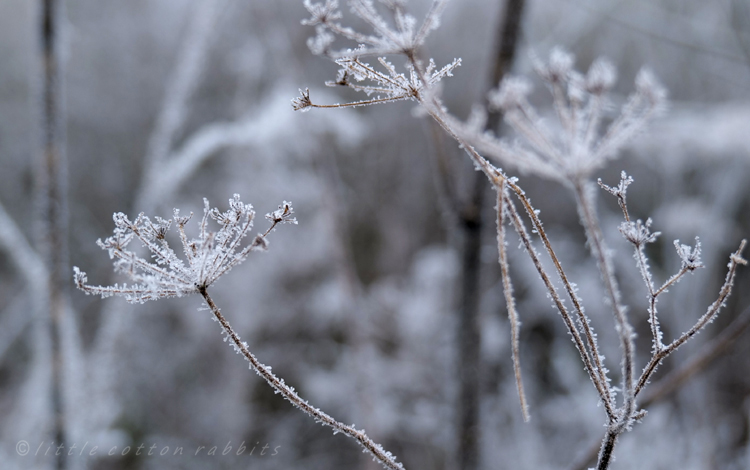 Frosty stems