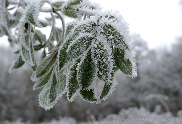 Frosty leaves