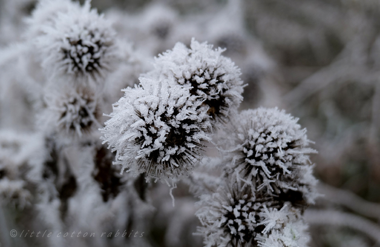 Spiky seedheads