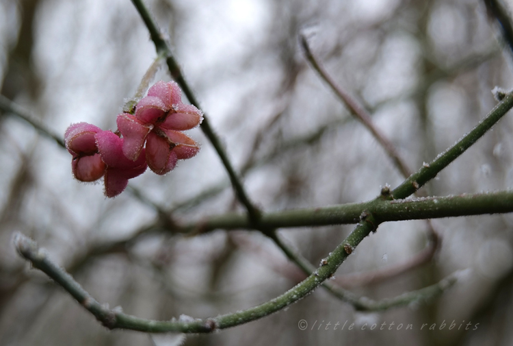 Spindle berries