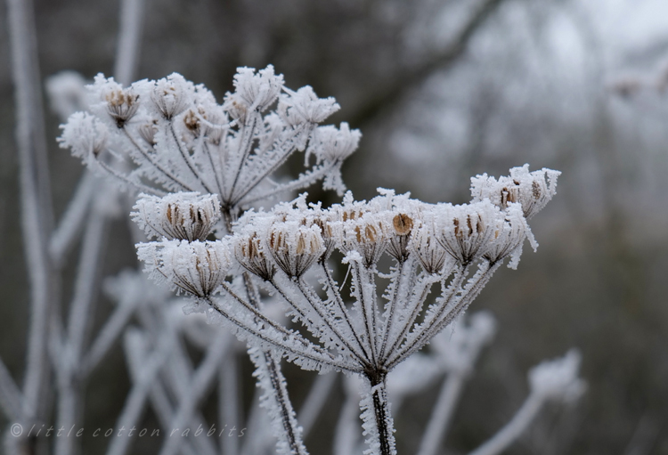 Seedhead