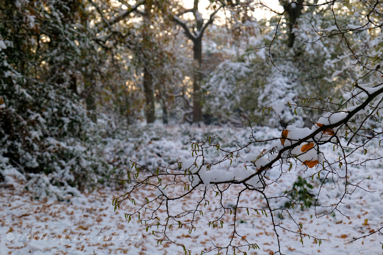 Snowy woods 3