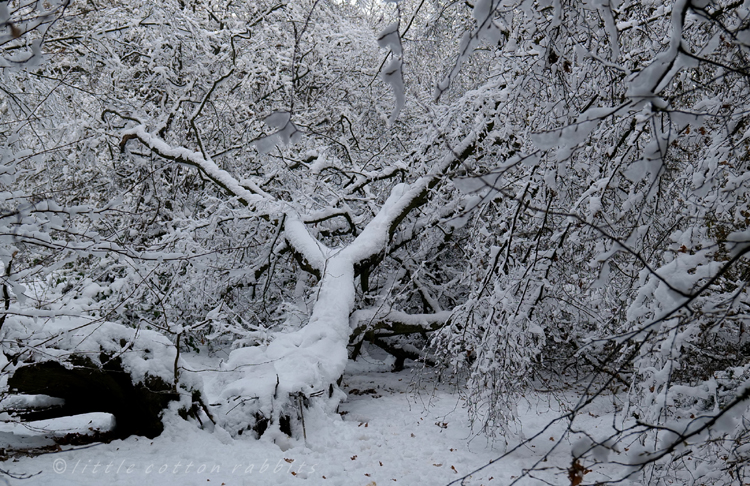 Snowy tree