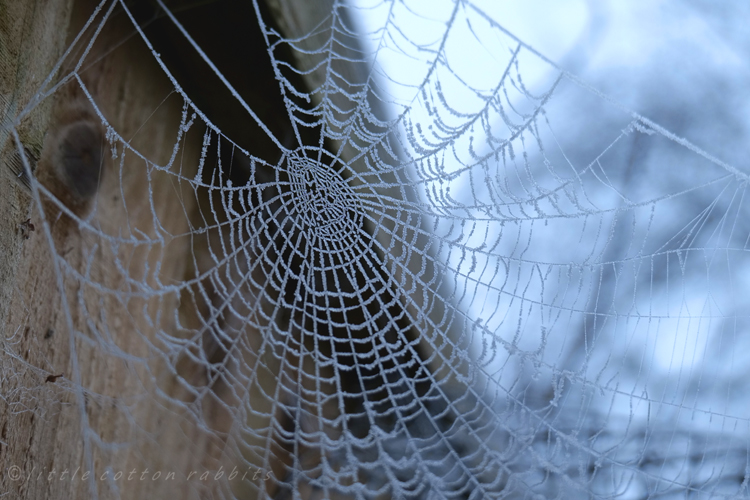 Frozen web