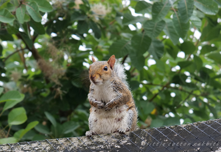 Soggy squirrel