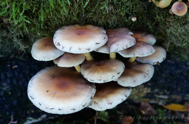 Rosy toadstools