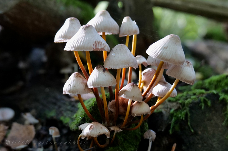 Toadstool group