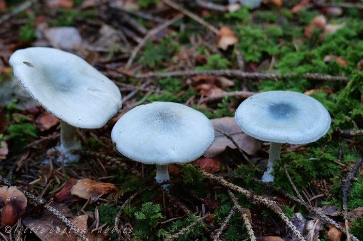 Blue toadstools2