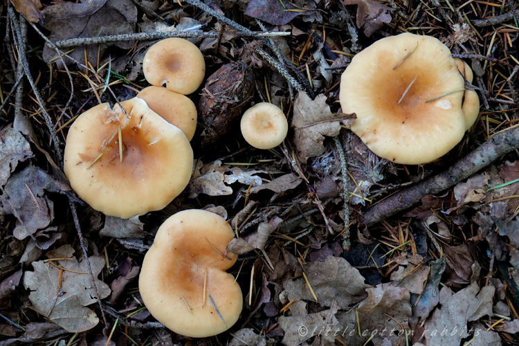 Soft brown fungi