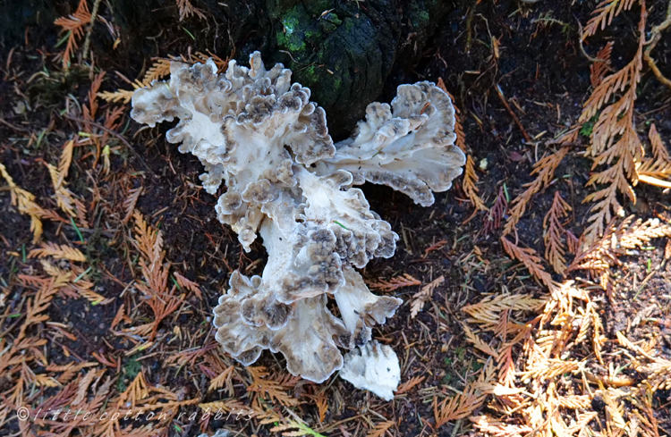 Coral fungus