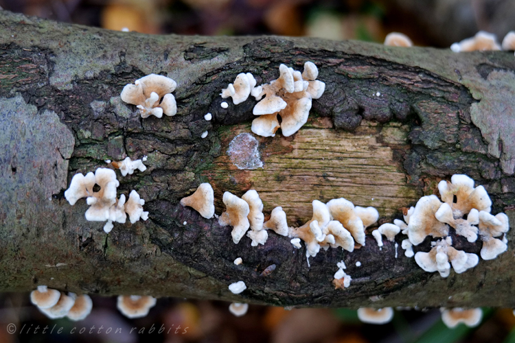 Fungi