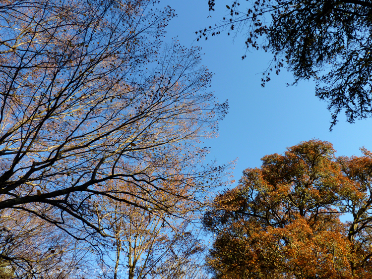 Golden leaves