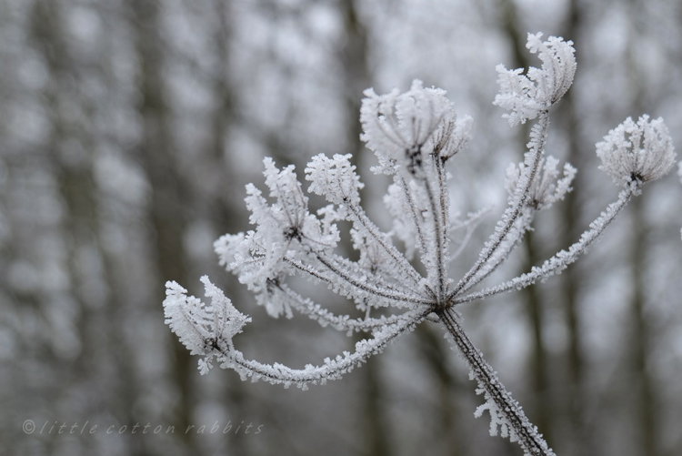 Winter Frost