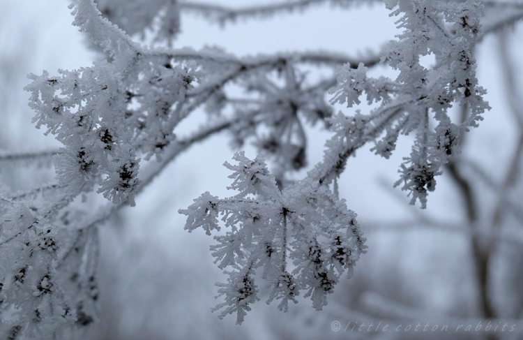 Frosty seedheads2