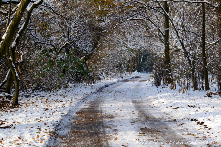 Snowy track