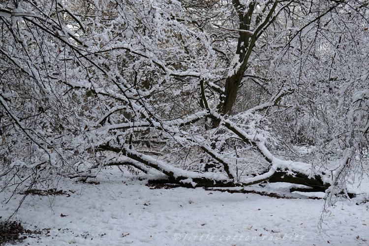Snowy tree2