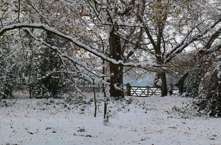 Snowy woods2